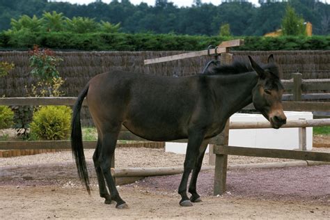 Conheça o Bardoto: animal híbrido de。